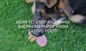 My German Shepherd Puppy is eating poop and loves it
